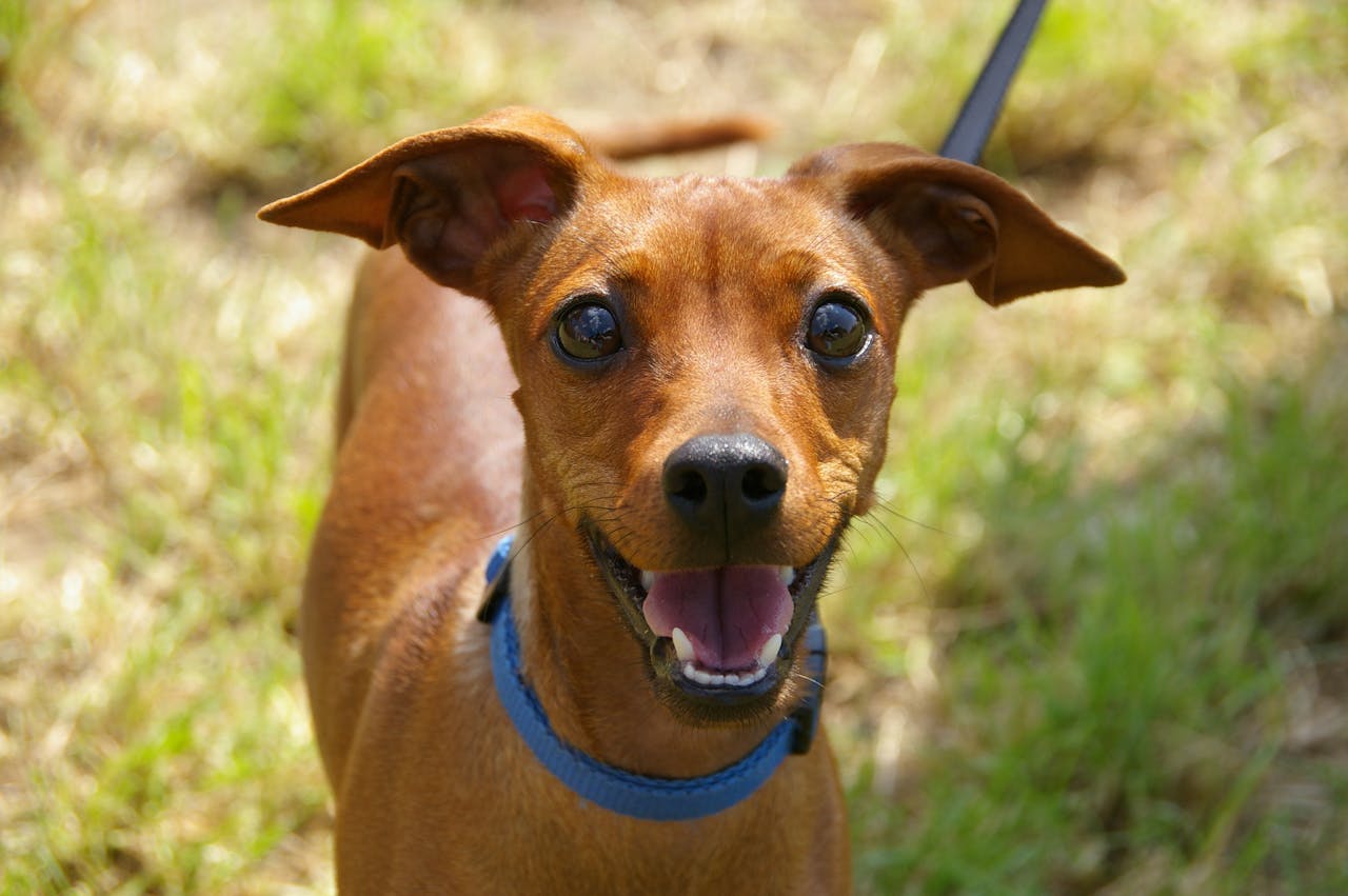 Adorable brown puppy with blue collar enjoying a sunny day outside, on a leash.