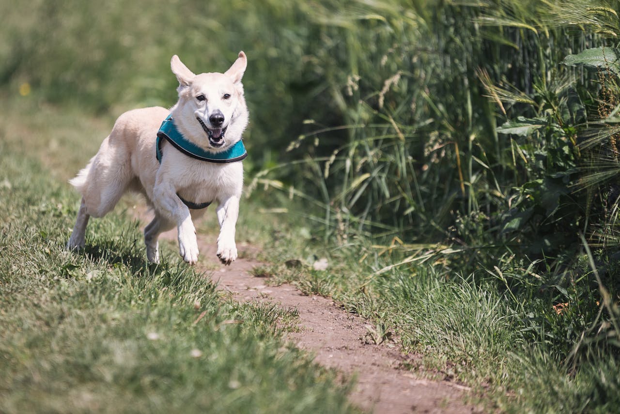 A happy dog with a blue harness runs on a sunny path surrounded by grass.