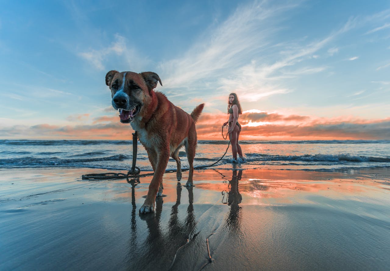 about-02 A woman and her dog enjoying a sunset walk along Encinitas Beach, CA.