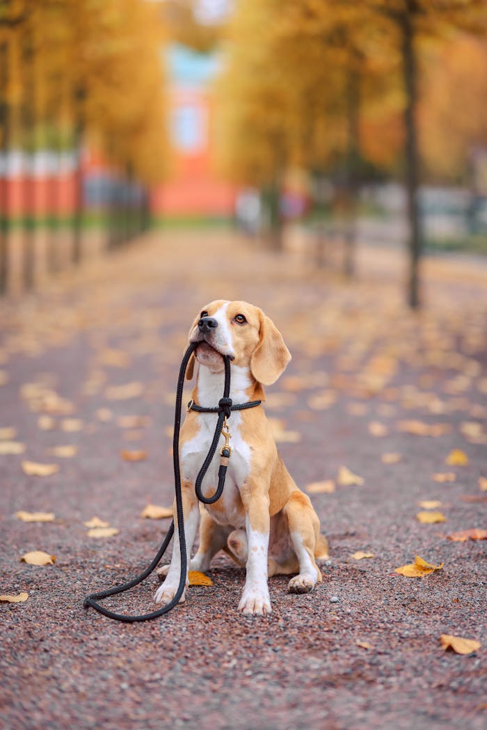 A beagle sits on an autumn park path holding its leash, surrounded by fallen leaves.