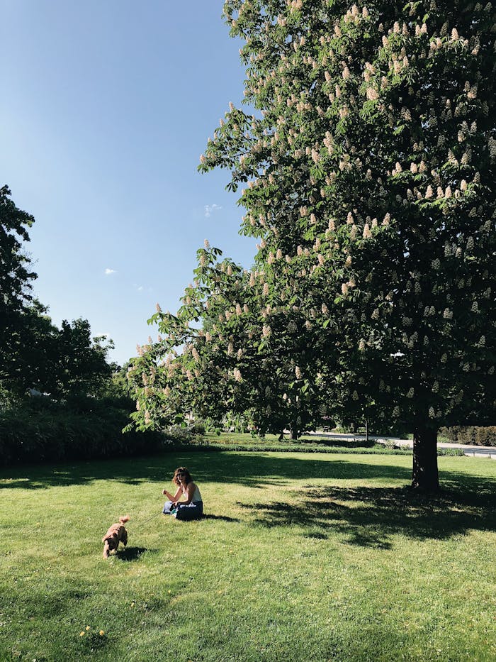 services-03 A peaceful scene of a woman and dog enjoying a sunny day in a lush green park under a blooming tree.