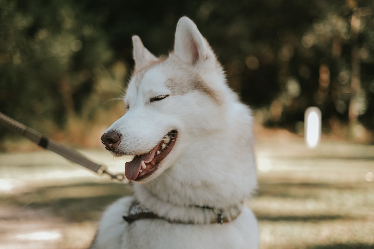 services-02 Cute Siberian Husky with a leash smiling in a park. Blur background highlights its playful nature.