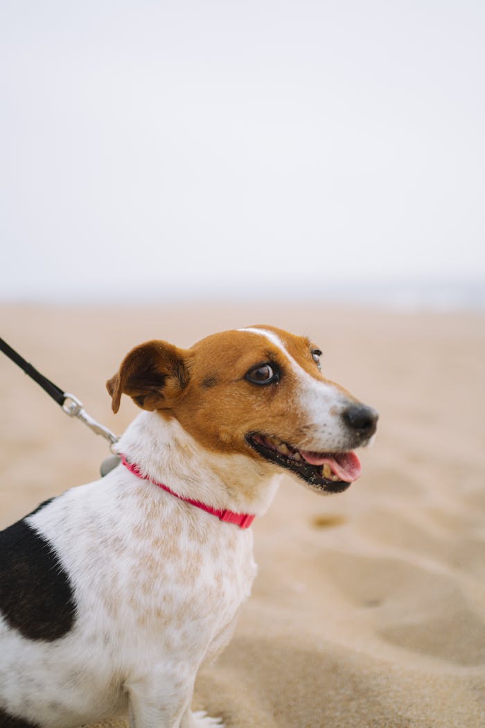 Happy beagle dog wearing a red collar on a sandy beach, perfect for outdoor pet themes.