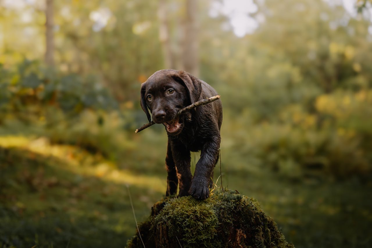 about-04 A cute Labrador puppy playing with a stick in a sunlit forest.