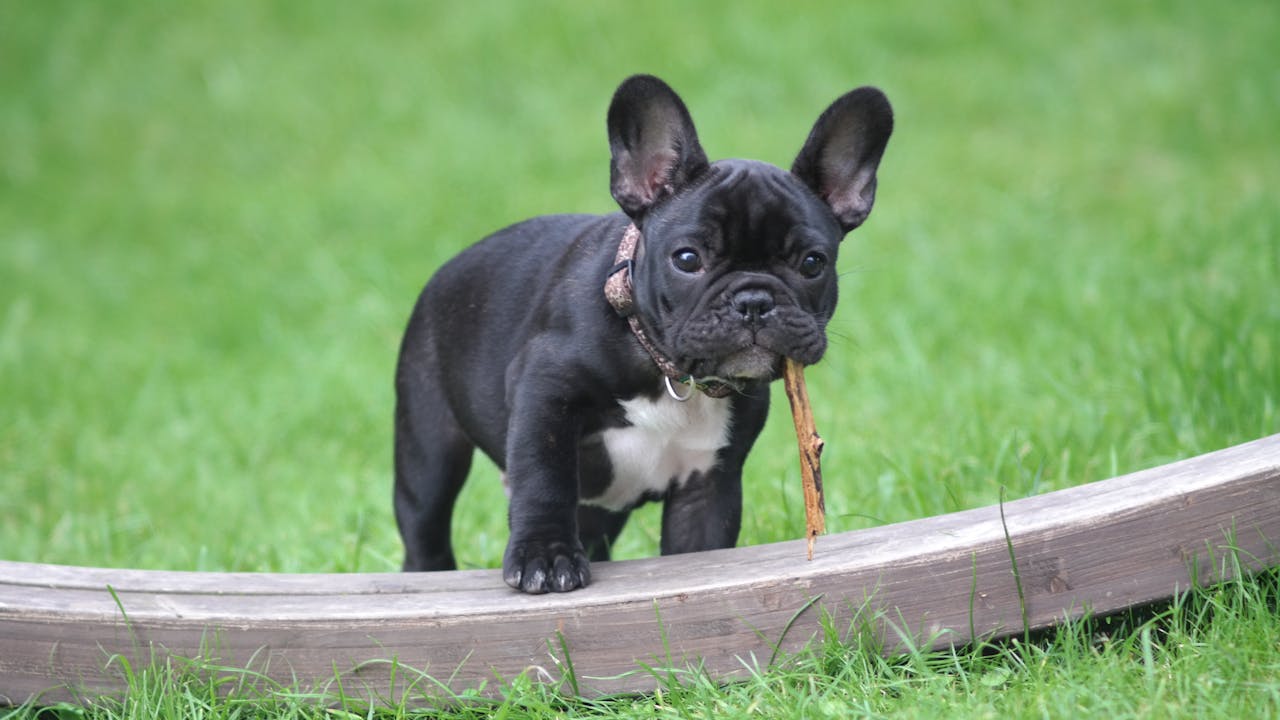 about-03 Cute French Bulldog puppy holding a stick in its mouth on green grass.