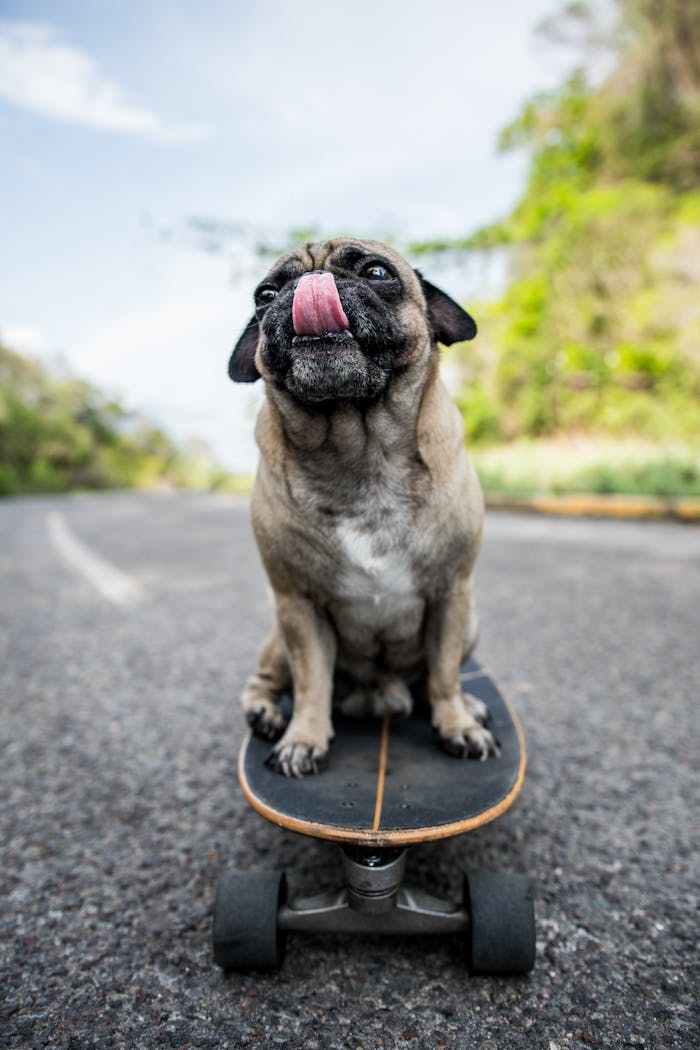 A cute pug with tongue out rides a skateboard on an empty road.