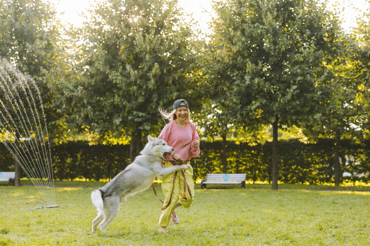 about-01 Woman and husky dog enjoy playful moment in a sunlit park with green grass and trees.